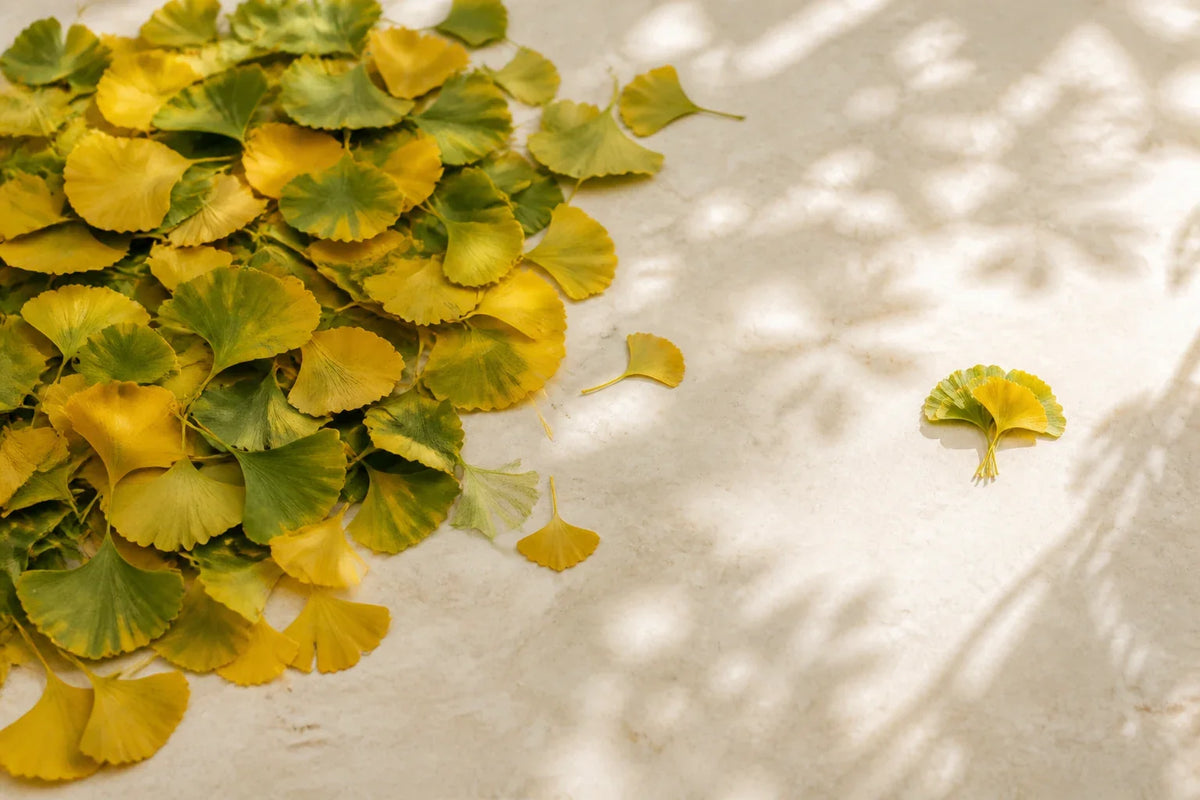 Ginkgo leaves arranged beside a ratio demonstration using natural materials