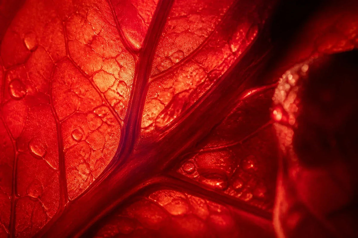 Citrus fruit, red peppers, seeds and supplement capsules beside a nutrition checklist