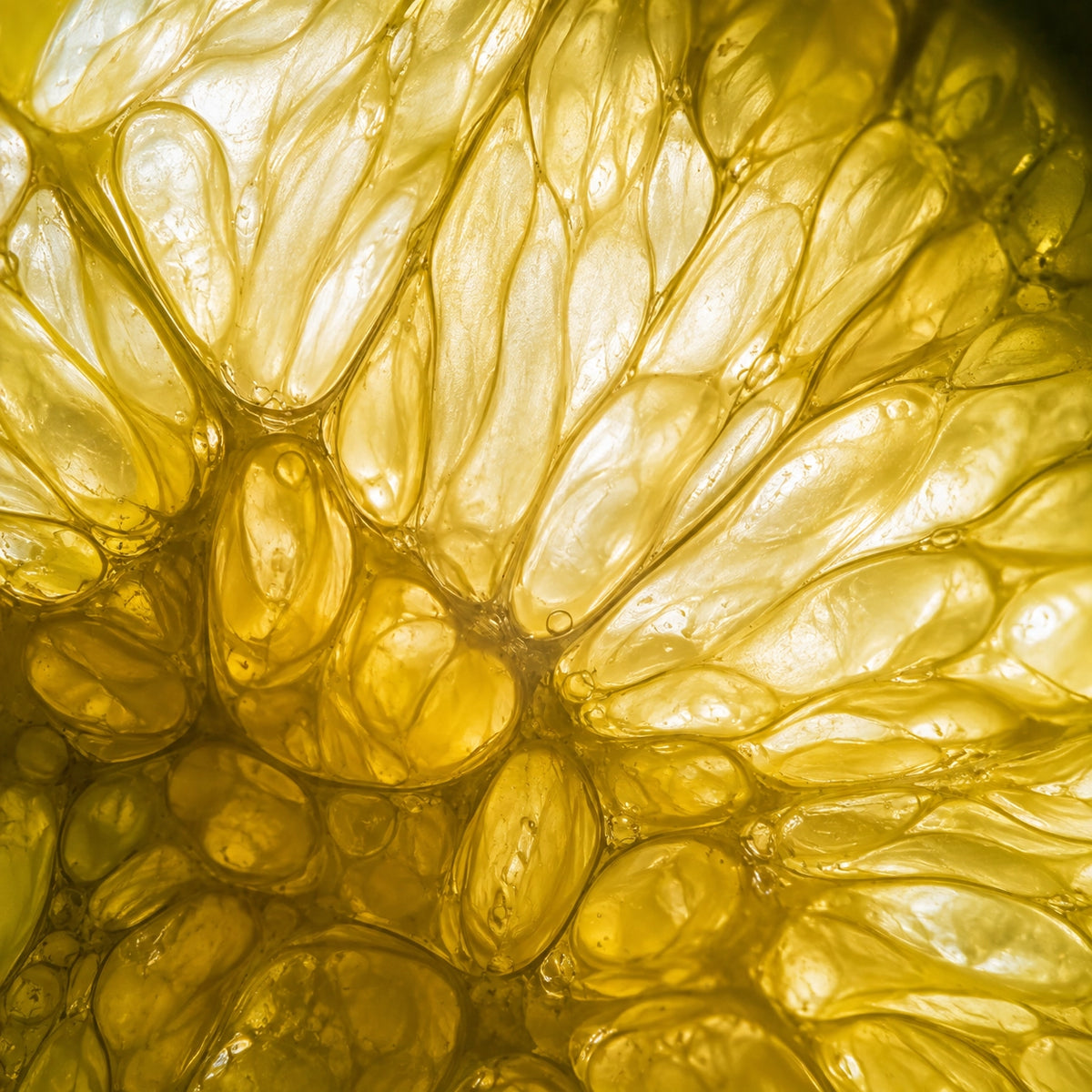Macro close-up of translucent golden yellow cells or droplets with glossy highlights, filling the entire frame.