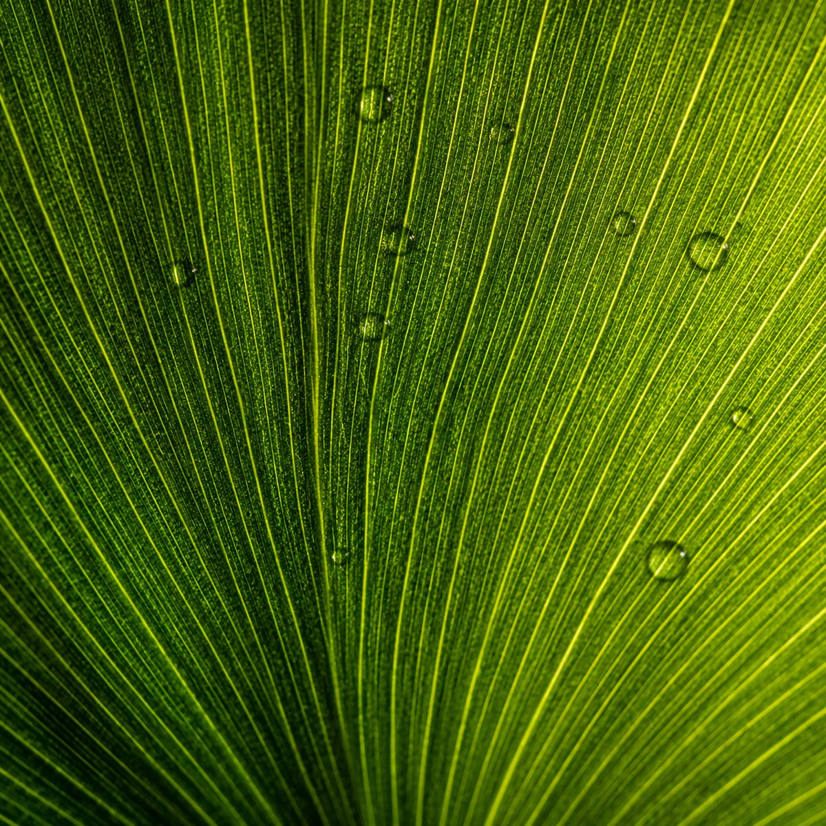 Close-up of a Ginkgo Biloba green leaf with prominent radial veins and small water droplets on its surface.