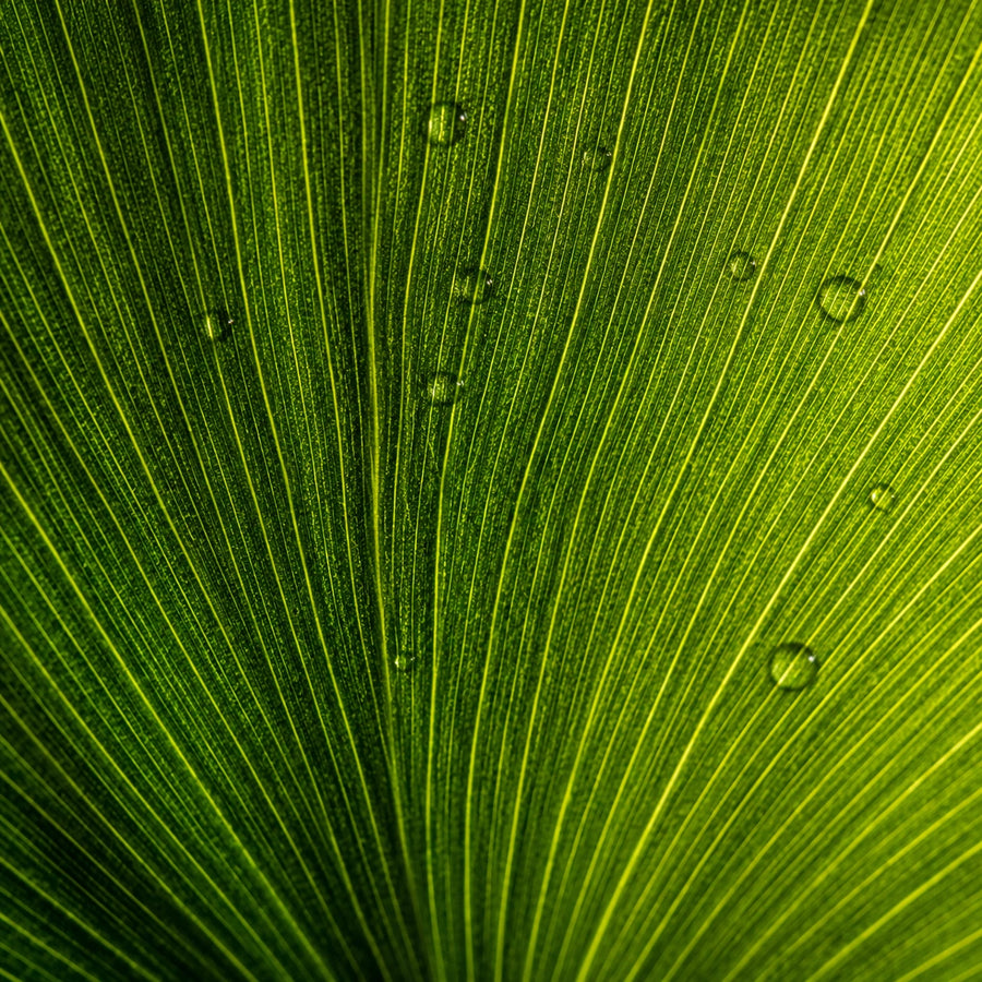 Ginkgo Biloba Guide