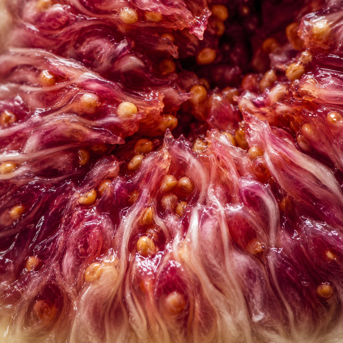Macro close-up of a fig fruit showing deep burgundy-red flesh, translucent pinkish areas, and many small tan seeds.