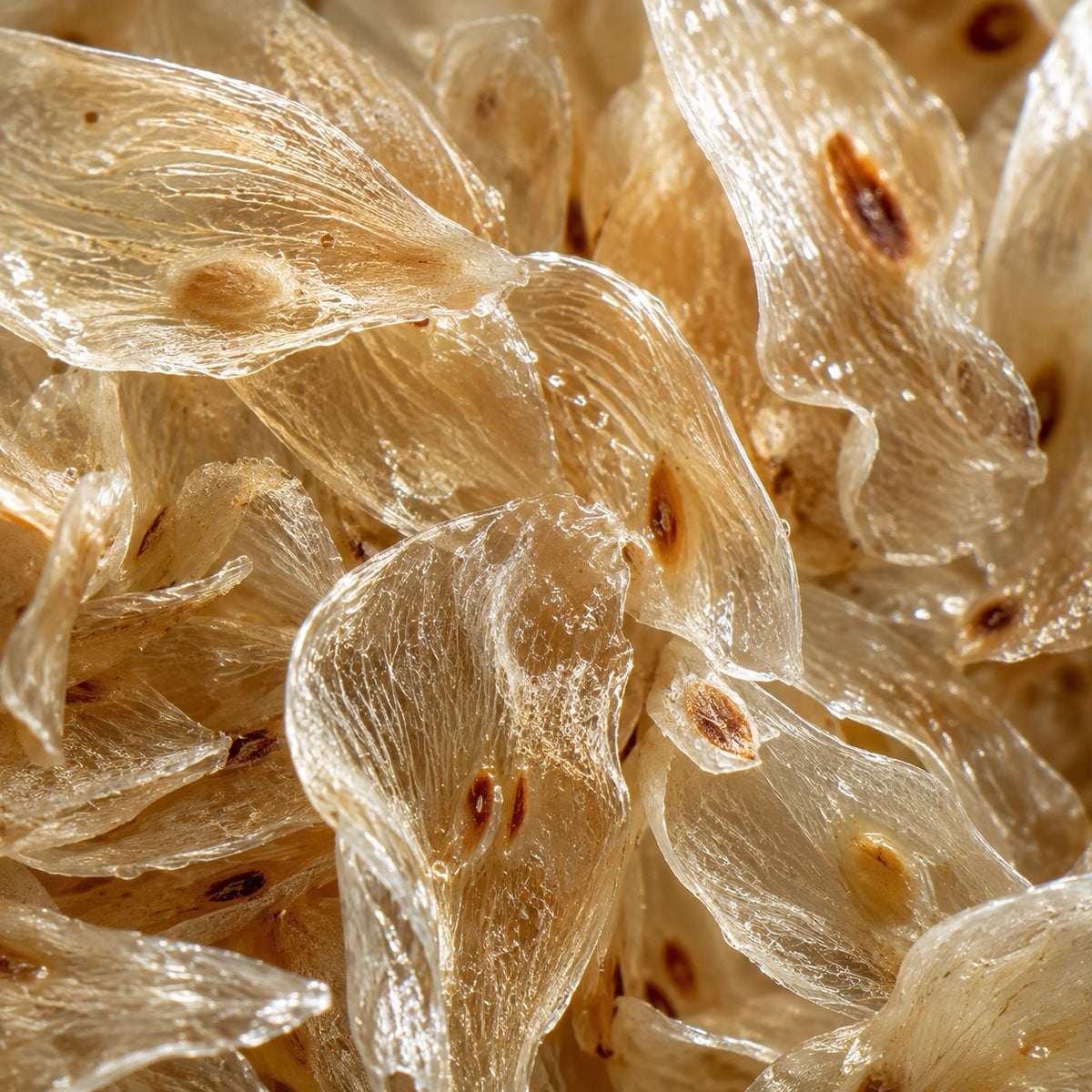 A close-up of translucent dried fish skin or gelatin sheets with small brown spots, filling the entire frame.