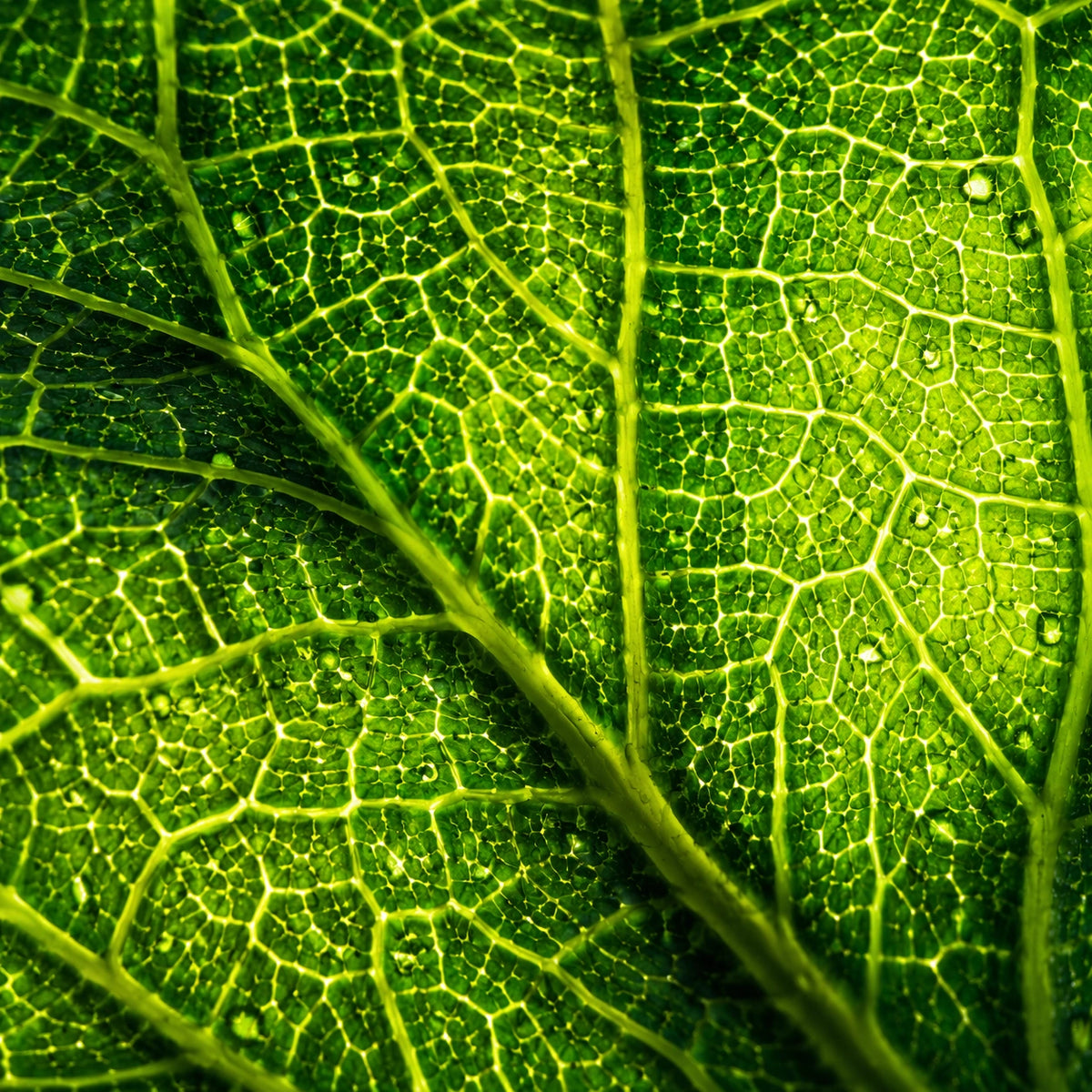 Close-up of a green leaf with detailed vein patterns and small water droplets on a bright green background.