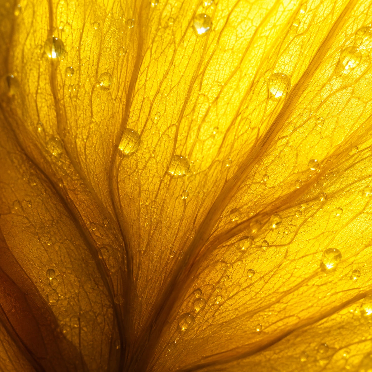 Macro close-up of a translucent golden yellow flower petal with delicate water droplets glistening across its surface.